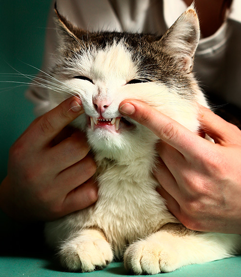 síntomas de gingivitis en gatos